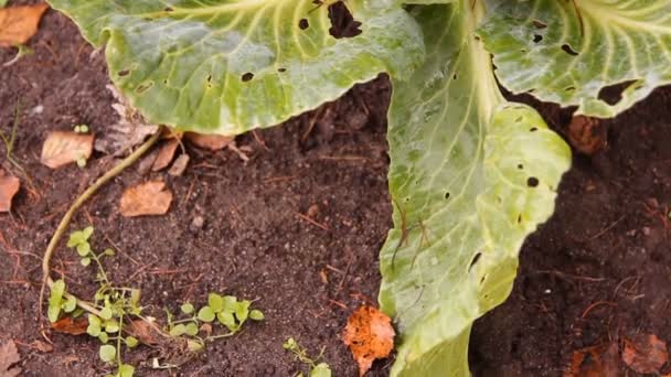 The heads of cabbage in the garden — Stock Video