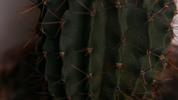 Flores de cactus, flor blanca — Vídeos de Stock