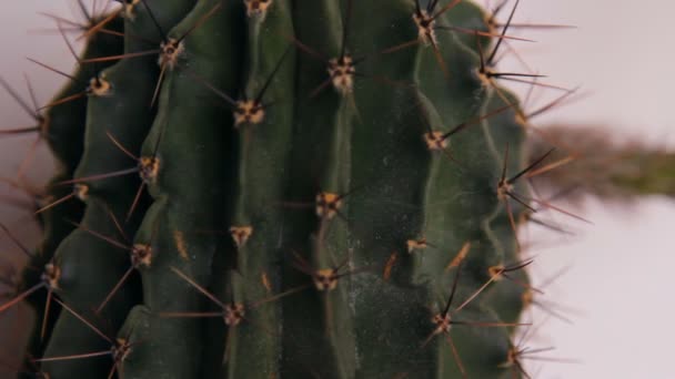 Flores de cactus, flor blanca — Vídeos de Stock