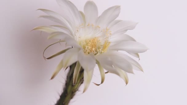 Fleurs de cactus, fleur blanche 