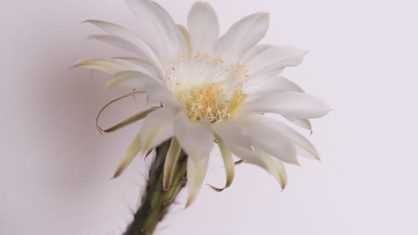 Flores de cactus, flor blanca — Vídeos de Stock