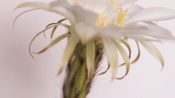 Цветы кактуса, белый цветок — стоковое видео