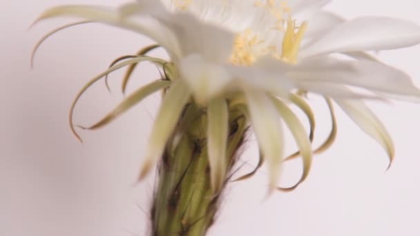 Fleurs de cactus, fleur blanche 