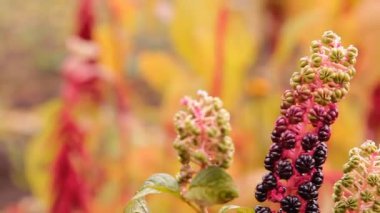 siyah meyve, çilek Bahçe