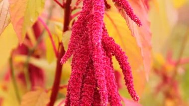 Kırmızı çiçekler solmayan Çiçek bahçesinde, sebze bahçesi