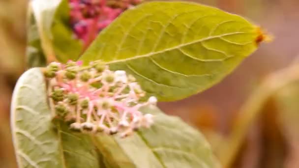 Schwarze Früchte, Beeren im Garten — Stockvideo