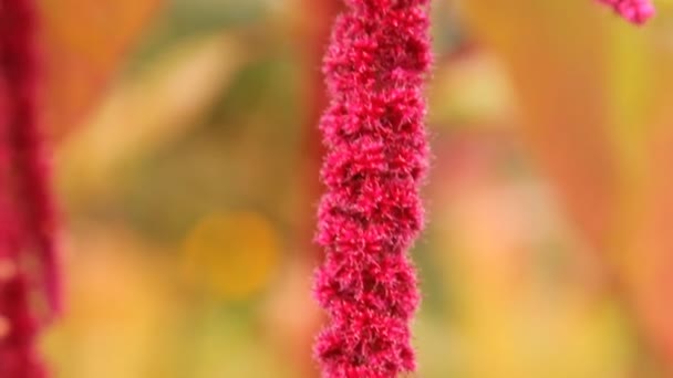 Красные цветы амарант в саду, огород — стоковое видео
