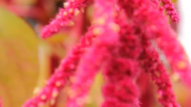 Czerwony kwiat amarantusa w ogrodzie, ogród warzywny — Wideo stockowe