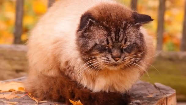 Katten fluffy blå ögon och sitter på en stubbe — Stockvideo