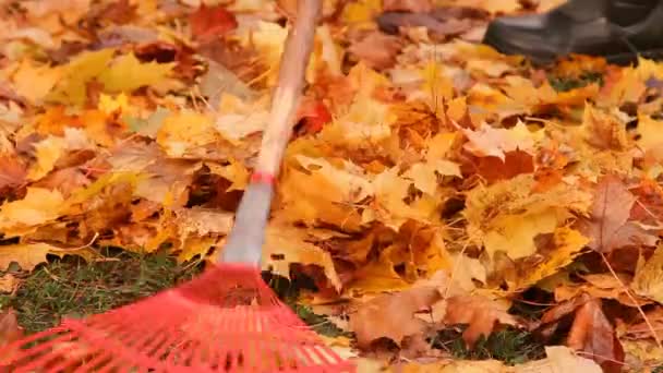 Herfst, verzending gele esdoorn bladeren hark — Stockvideo