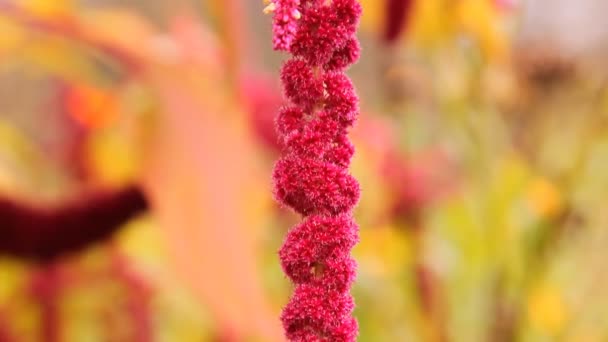 Rode bloemen amarant in de tuin, moestuin — Stockvideo