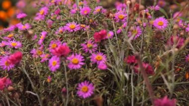 bahçede çok renkli çiçek