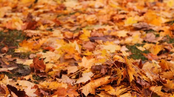 Otoño, hojas de arce amarillo caen al suelo — Vídeo de stock