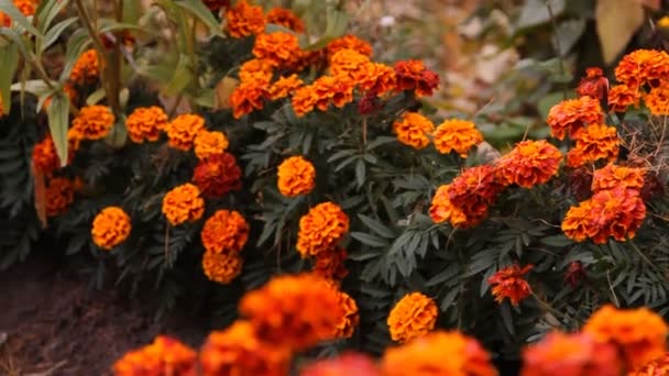 Різнокольорові квіти в саду — стокове відео