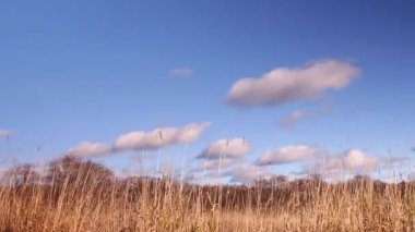 kuru ot, orman, mavi gökyüzü, bulutlar zemin üzerine