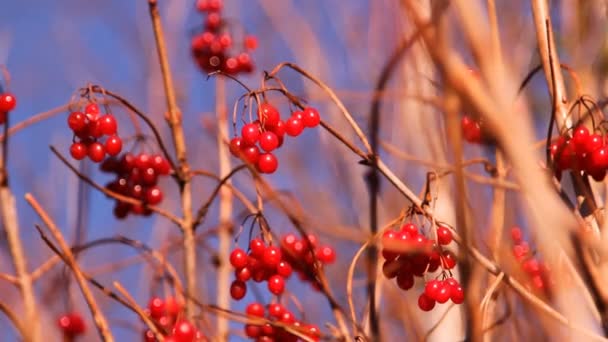 Красные ягоды Калина, осень — стоковое видео