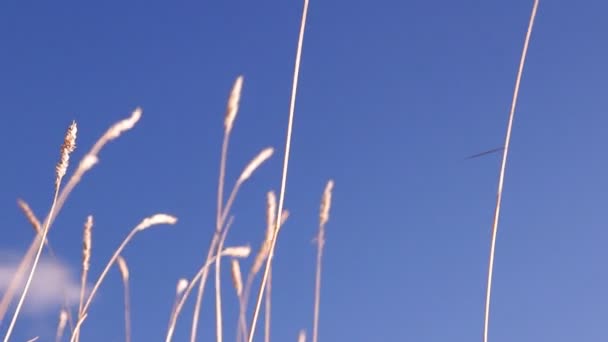 Herbe sèche, bâtons contre le ciel bleu — Video