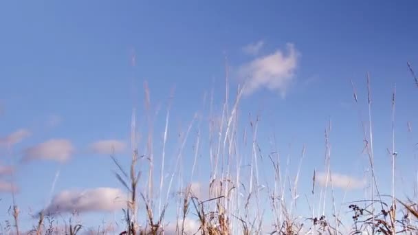 Сухая трава, палки против голубого неба — стоковое видео