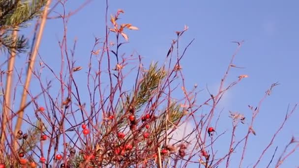 Red berries gooseberry, autumn — Stock Video