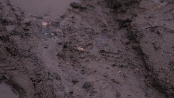 Saleté hors route, flaques de pluie — Video