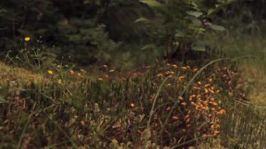 Orman ve çim, moss, eğreltiotu