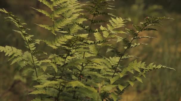 Большой зеленый папоротник в лесу — стоковое видео