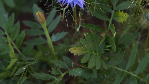 Blå blomma i trädgården blåklint — Stockvideo