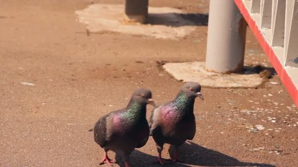 两只鸽子关心对方，拥抱爱 — 图库视频影像