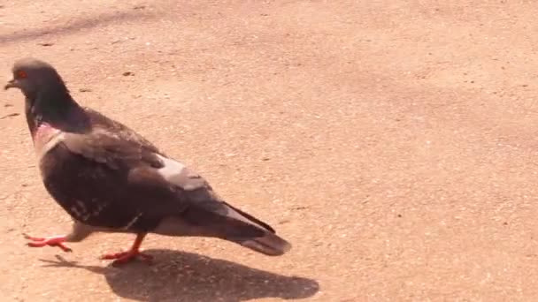 Dove walks along the platform — Stock Video