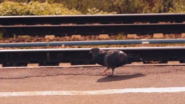 Gołąb spacery wzdłuż peronu — Wideo stockowe