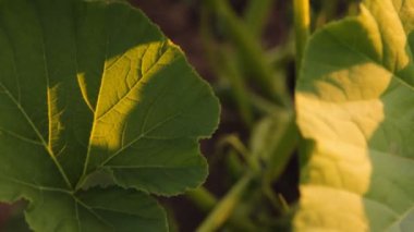 çiftlikte büyüyen bush (yaprak) kabak