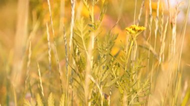 solucan otu şifalı bitki