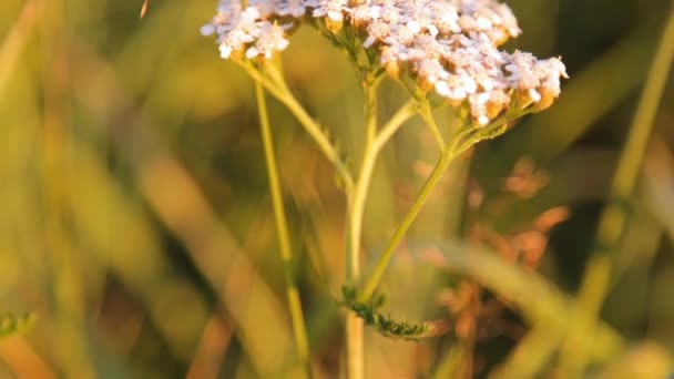 Herbe d'achillée — Video