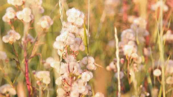 Vita fluffiga bollar blommor — Stockvideo