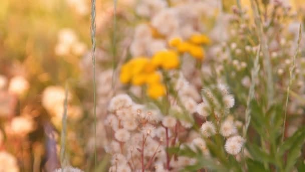 Vita blommor och renfana medicinalväxt — Stockvideo