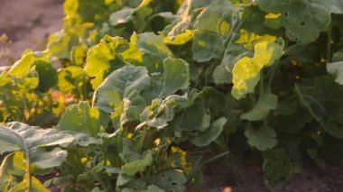 şalgam, şalgam, turp çiftlikte büyüyen