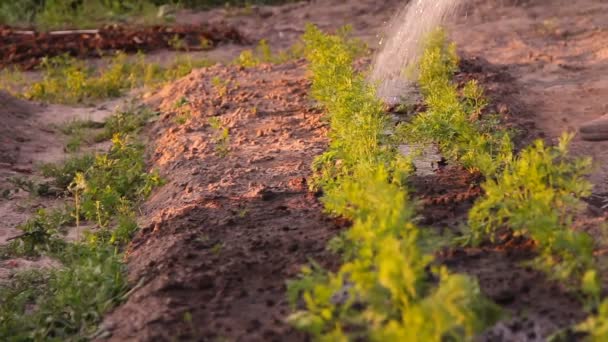 Riego de las zanahorias en la granja de una regadera — Vídeo de stock