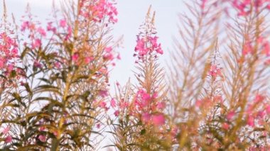 Ivan çay çiçeği bitki