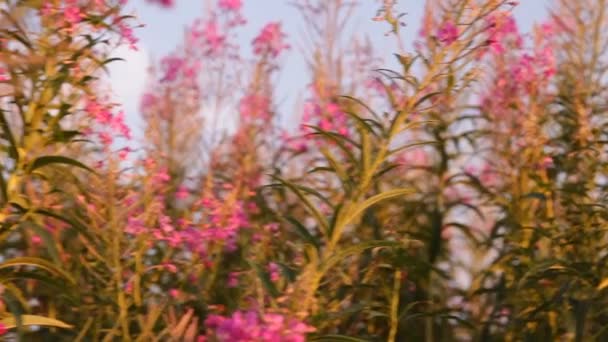 Plant Ivan tea blossoms — Stock Video