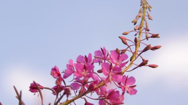 Plant Ivan tea blossoms — Stock Video