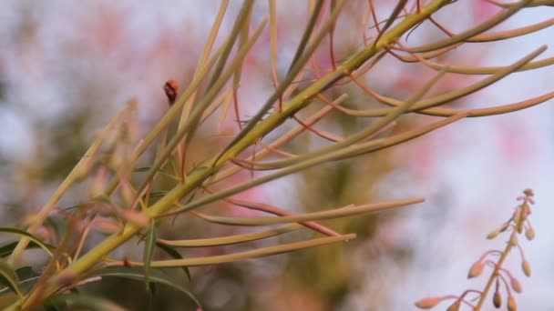 イワン茶の花を植える — ストック動画