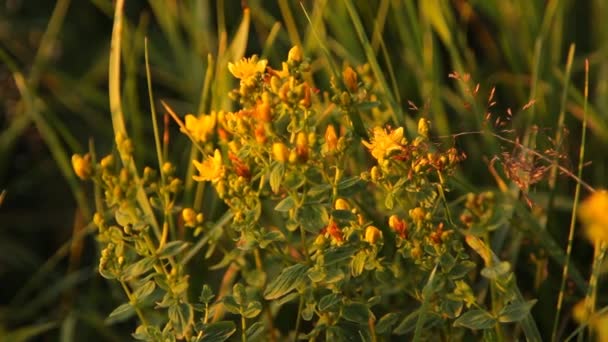 St john's wort zioło — Wideo stockowe