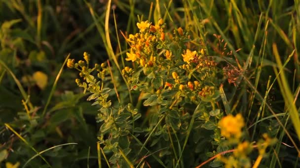 St. John's wort herb — Stock Video