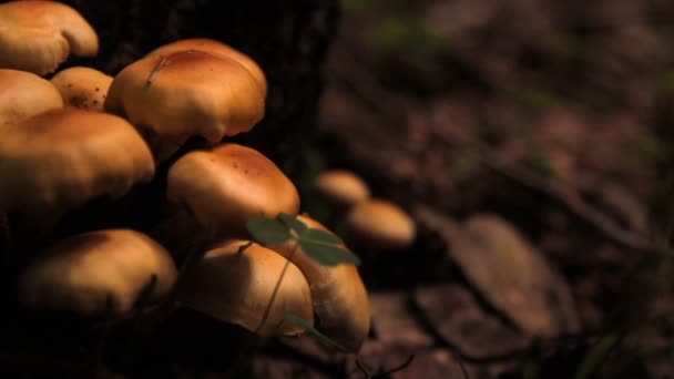 Champignon, paddenstoel in het forest — Stockvideo