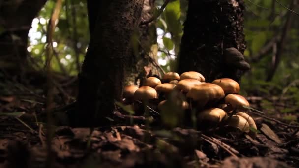 Funghi, sgabelli nella foresta — Video Stock