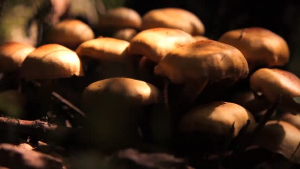 Champignons, crapauds dans la forêt 