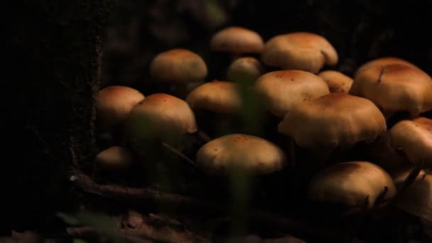 Pilze, Fliegenpilze im Wald — Stockvideo