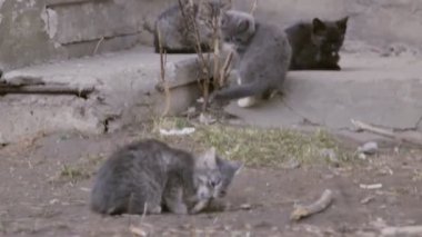 sokakta oturan kedi