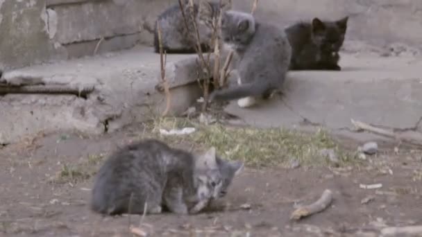 Котята сидят на улице — стоковое видео