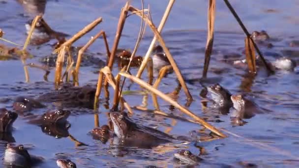 Frogs mating season spring — Stock Video